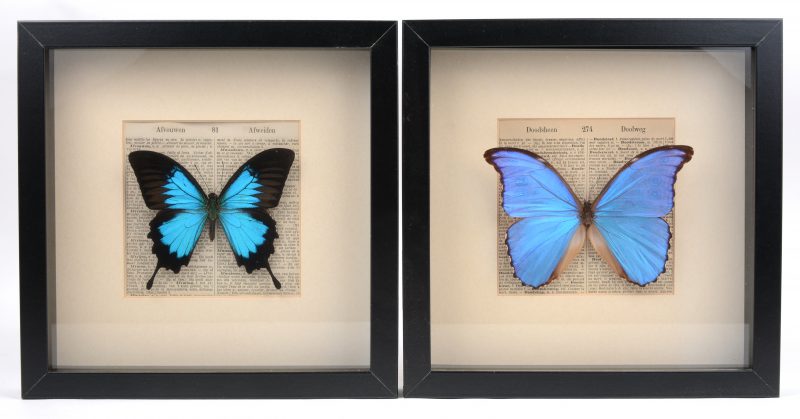 Twee ingekaderde tropische vlinders achter glas: Morpho Didius, Peru & onbekend.