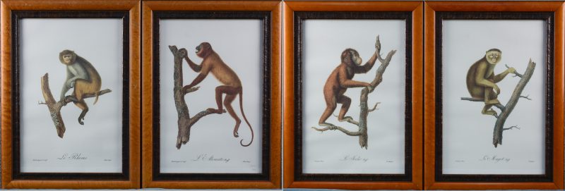 Een reeks van vier  gravures met apen naar Jean-Baptiste Audebert.