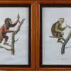 Een reeks van vier  gravures met apen naar Jean-Baptiste Audebert.