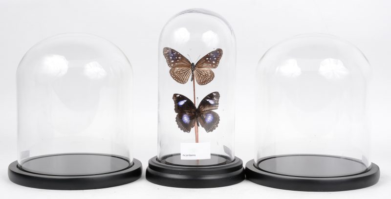 Een lot van drie glazen stolpjes op houten voetstukjes, waarbij één met twee vlinders.