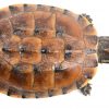 Een getaxidermeerde waterschildpad.