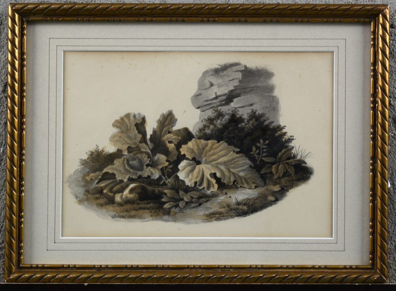 “Begroeiing bij een rots”. Potlood en aquarel op papier. Gesigneerd en gedateerd 1862.