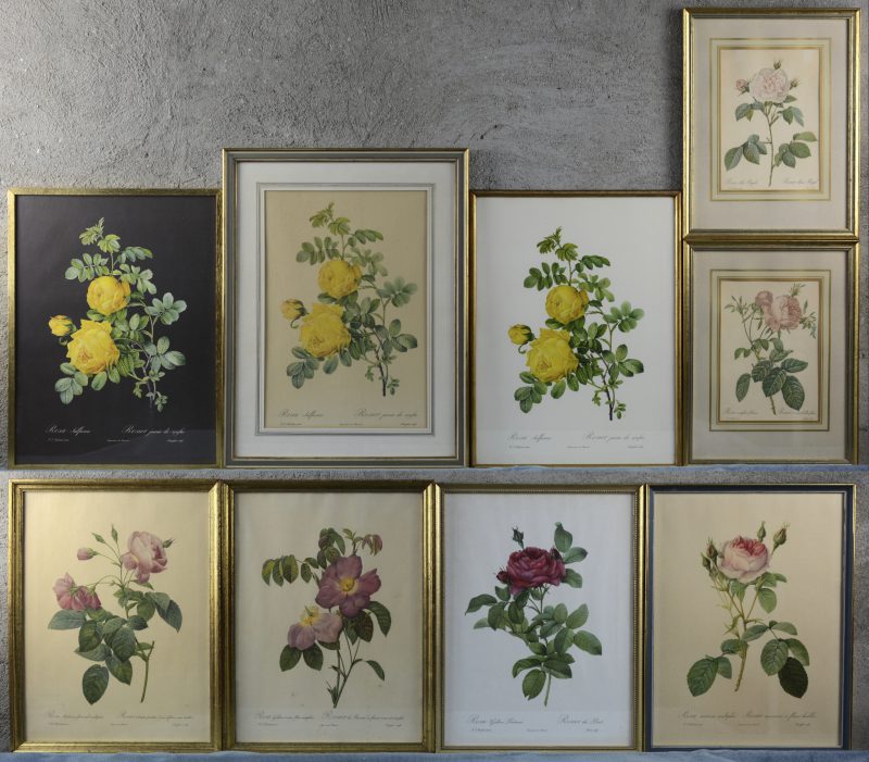 Een lot van negen lithografieën met rozen naar P. J. Redoute.