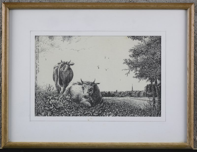 “Koeien op de Molenwegweide te heffen”. Een inkttekening. Gesigneerd en gedateerd 1996.
