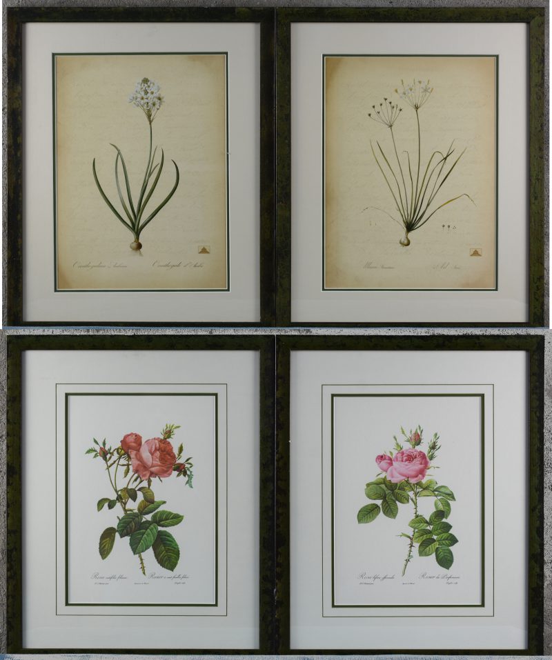 Vier reproducties van botanische prenten, waarvan twee naar Redouté.
