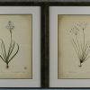 Vier reproducties van botanische prenten, waarvan twee naar Redouté.