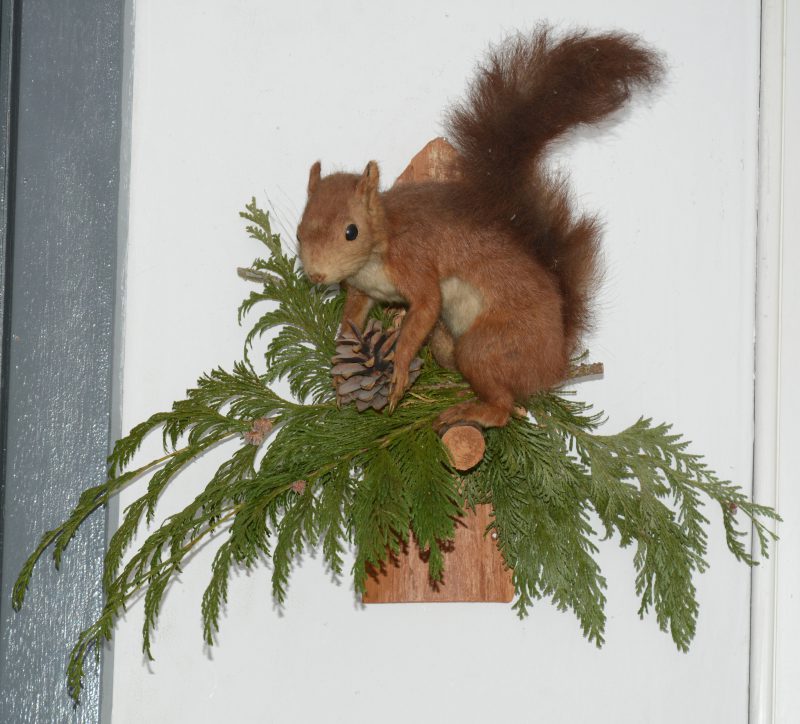 Een opgezette eekhoorn op wandbevestiging.