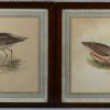 Vier Engelse prenten met vogels in notenhouten lijsten:- Morineplevier- Vorkstaartplevier- Kemphaan- Tureluur