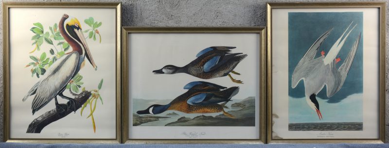 “Blue-Winged Teal”, “Brown Pelican” & “Arctic Stern”. Drie reproducties met vogels. De laatste met lichte vochtschade aan de zijkant.