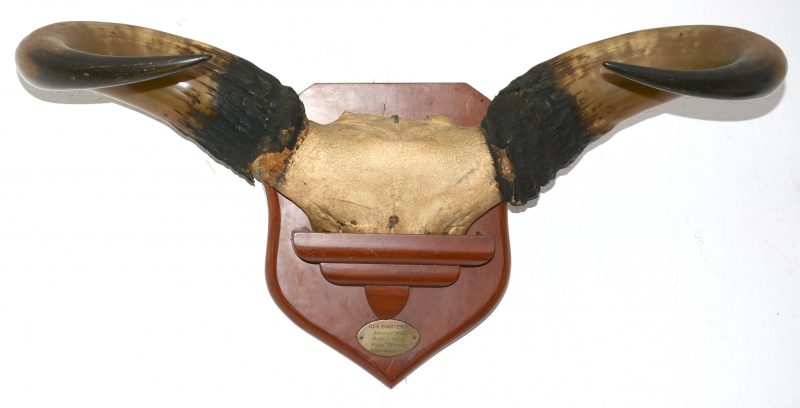 Een schedefractie van een Kaapse buffel met hoorns op muurplaat. 1930.