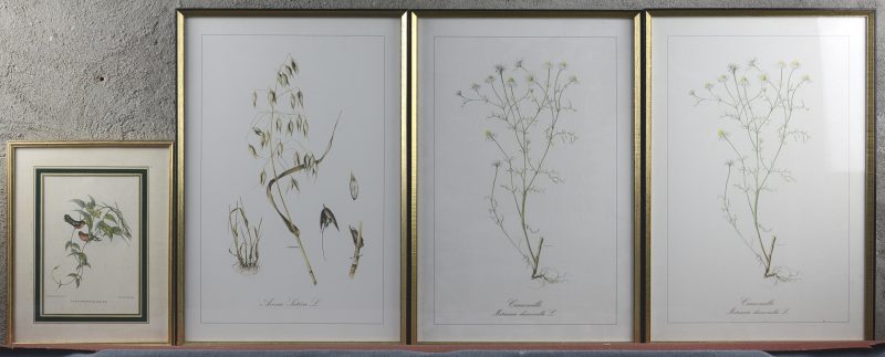 Drie decoratieve reproducties van botanische prenten en eentje met vogeltjes.