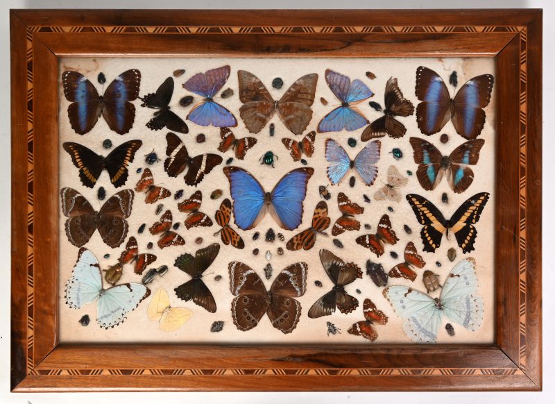 Een collectie diverse vlinders en insecten in een lijst met glas.