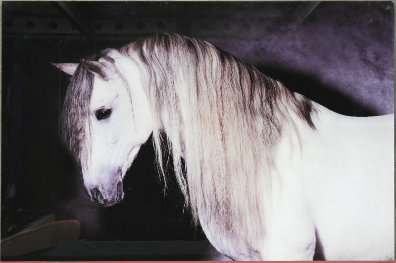 Een decoratieve foto van een paard op plexiglas.