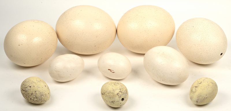 Een lot eieren, bestaande uit vier struisvogeleieren, drie gipsen eieren en drie eieren van terracotta.