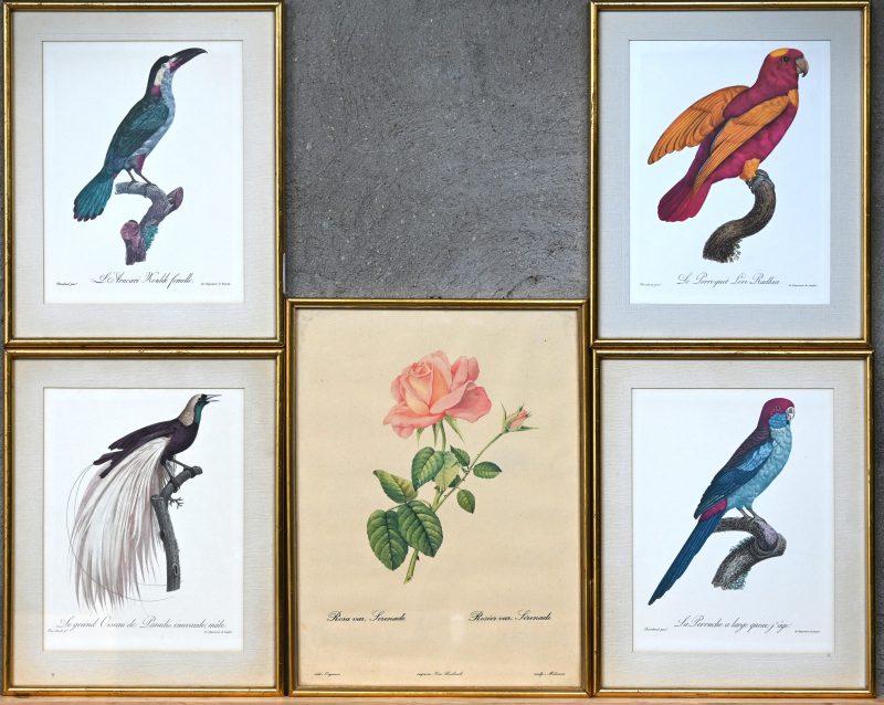Een reeks van vijf decoratieve prenten, waarbij vier met tropische vogels en één met een roos in de stijl van Redouté.