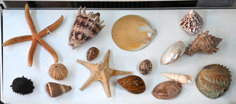 Zestien verschillende schelpen waaronder zeesterren, zee-egel e.a.