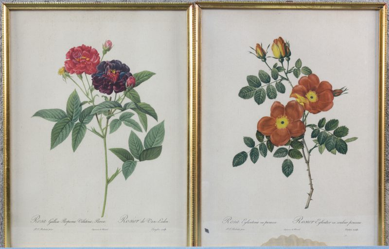 “Rosa Eglanteria” en “Rosa Gallica”. Een paar reproducties van gravures naar Redouté. Eén met lichte vochtschade onderaan.