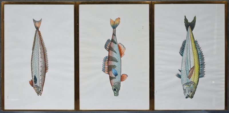 Een lot van 3 litho’s op papier met hierop vissoorten afgebeeld. Onderaan gesigneerd “Roca”.