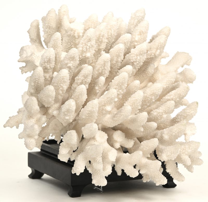 Een stuk koraal met houten sokkel.