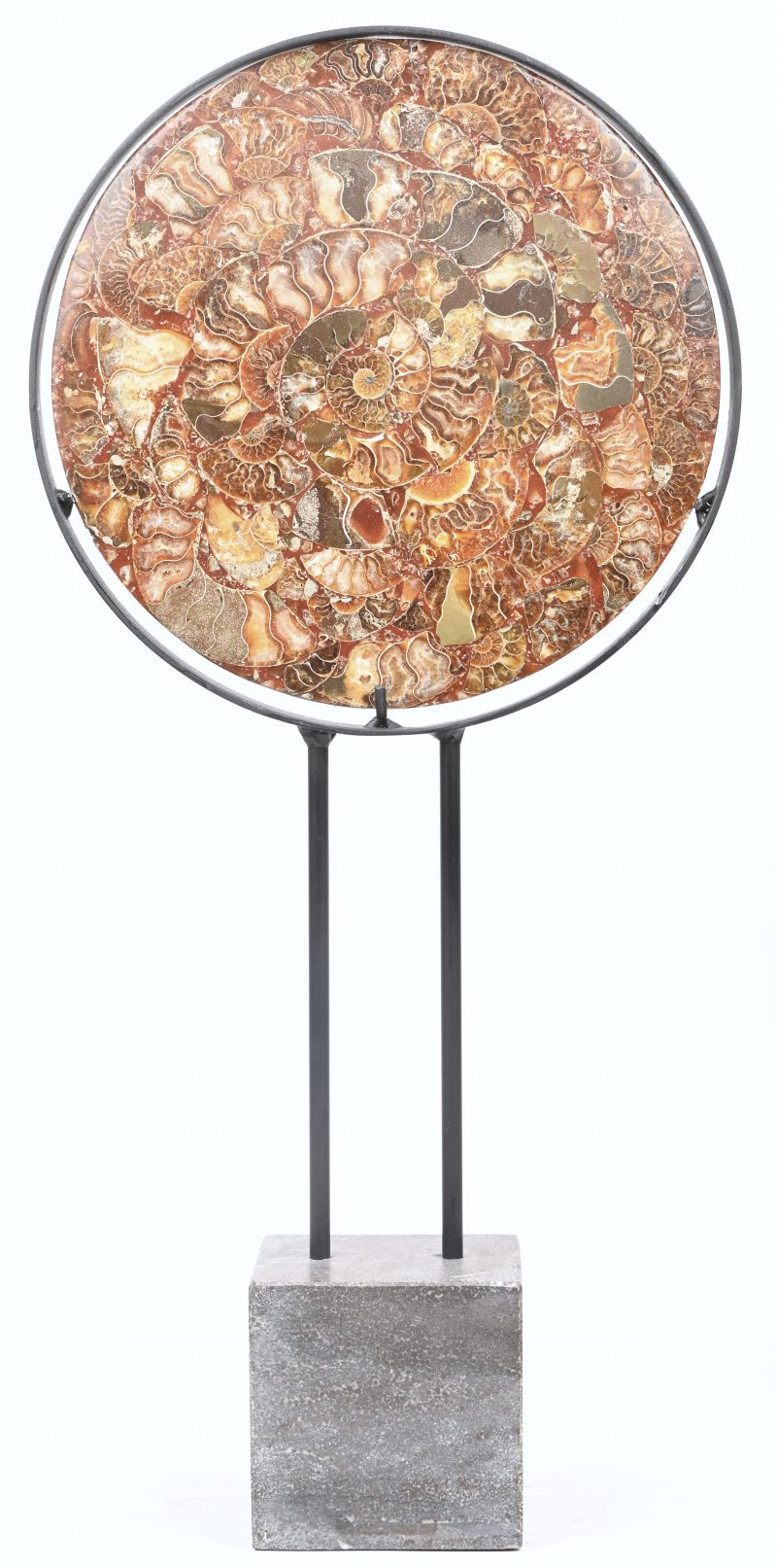 Een ammoniet schijf op staander met een diameter van 25 cm.