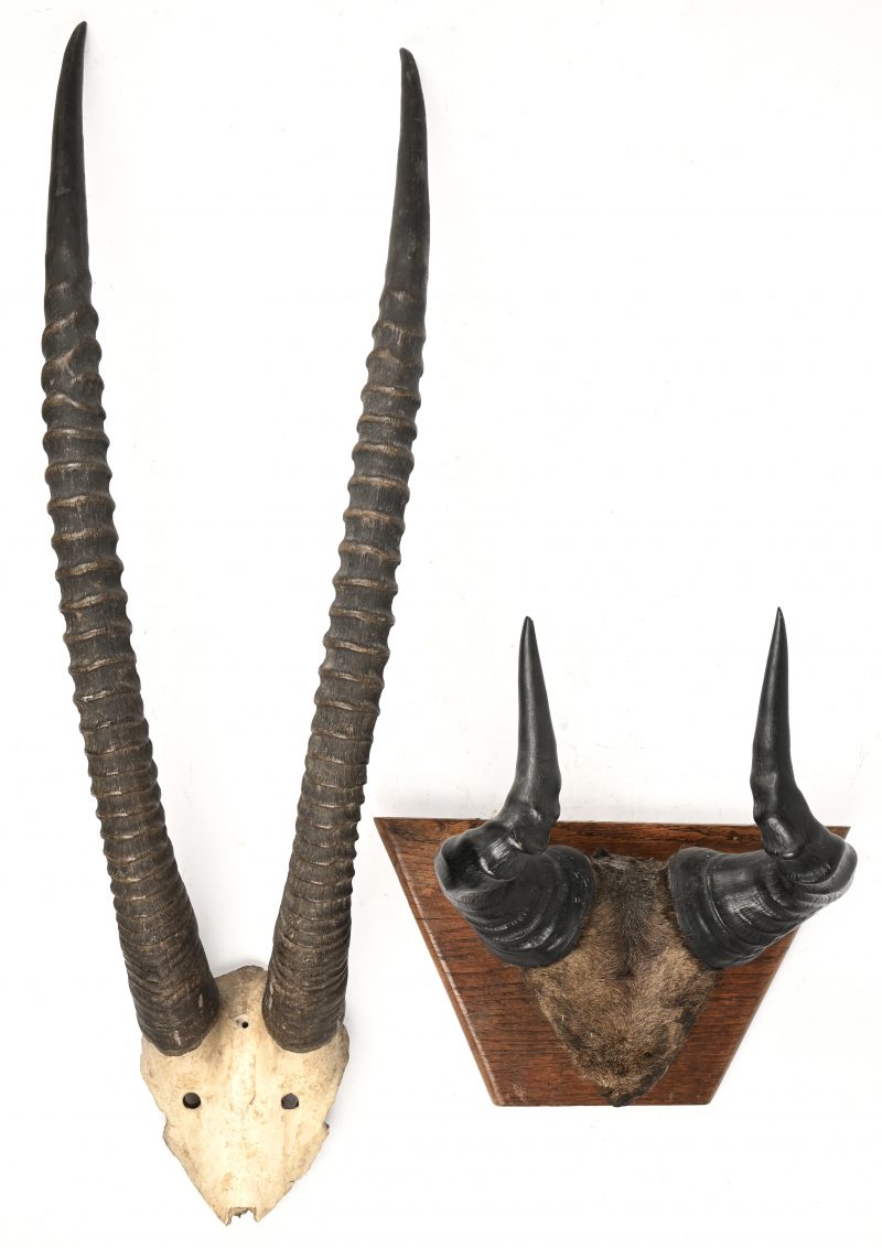 Een lot van 2 decoratieve hoorns, Afrikaans, bestaande uit een Antilope en een Hartenbeest gewei.