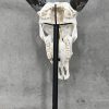Een schedel van een herkauwer met hoorns, op metalen staander.