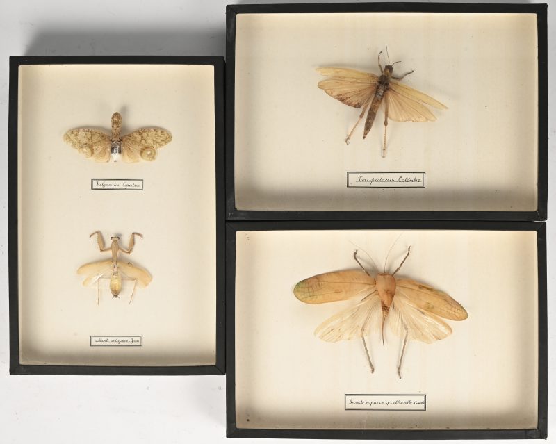 Een lot van 3 presentatiedozen met daarin grote insecten, Insecte Capucin Sp-Nouvelle-Guinée, Tropidaeris-Colombie, Fulgoridae-Equateur en Mante Religieuse-Java.