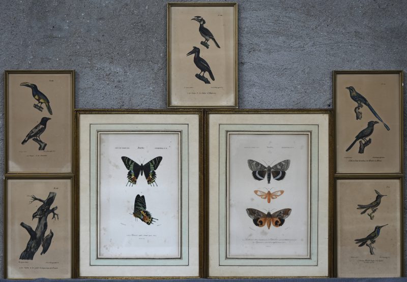 Een lot van 5 gravures op papier met thema vogelsoorten en 2 met thema mot -en vlindersoorten.