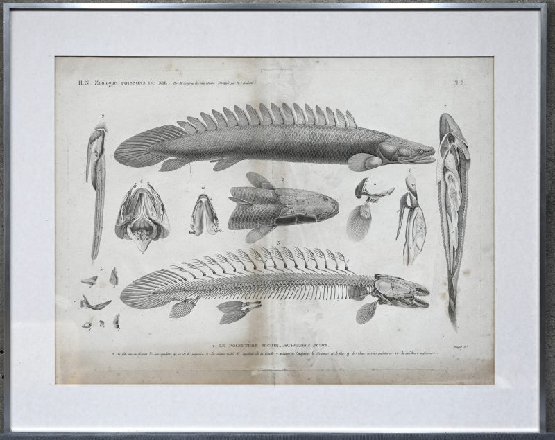 “Poissons du Nil”. Een gravure op papier. Le Polpytere Bichir. Illustratio de description de l’Egypte.