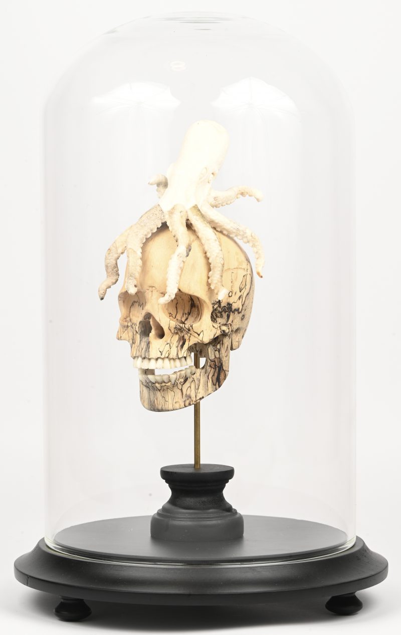Een houten gesculpteerd schedeltje op standaard met octopus hoofddeksel. Onder glazen stolp op houten sokkel.