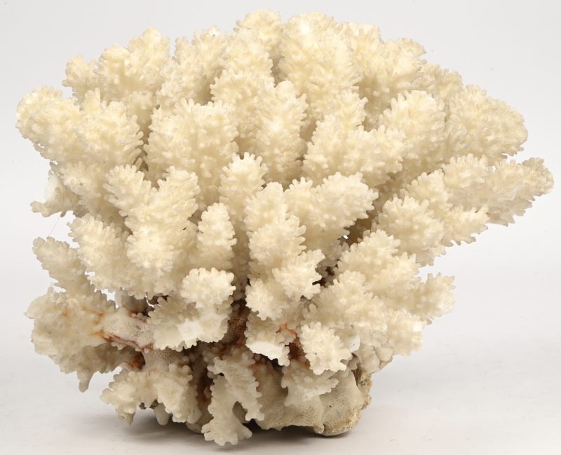 Een stuk wit koraal, met vele armen.
