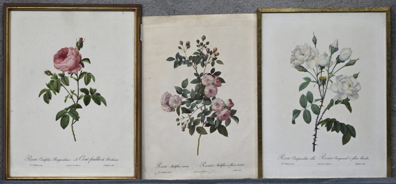 Drie prenten naar Pierre Joseph Redouté. “Rosa Campanulata”, “Rosa Centifolia Burgundiaca” en Rosa Multiflora carnea”. Die laatste niet ingelijst.