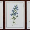 Een lot van 6 prints op papier met floraal thema, in kader.