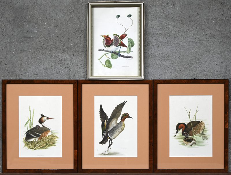 Een groot lot van 4 prints op papier met vogels als thema. Diverse afmetingen.