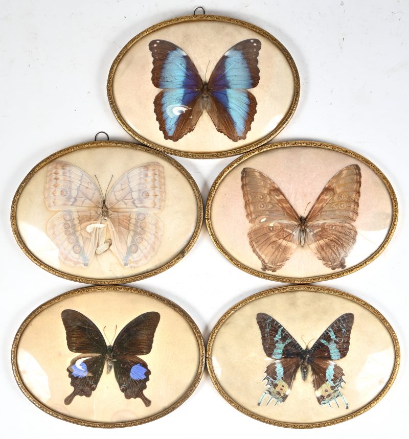 Een lot van vijf oude ovalen kadertjes met vlinders.