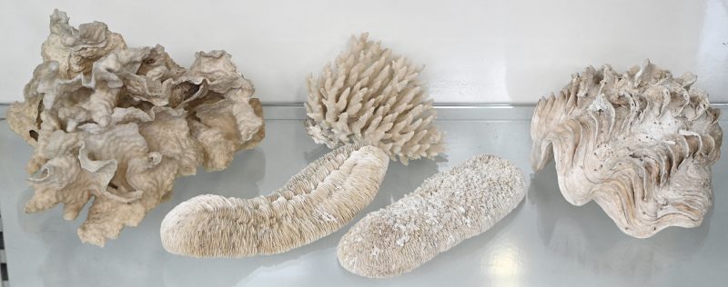Een lot van 4 stukken koraal, diverse soorten en 1 grote schelp.