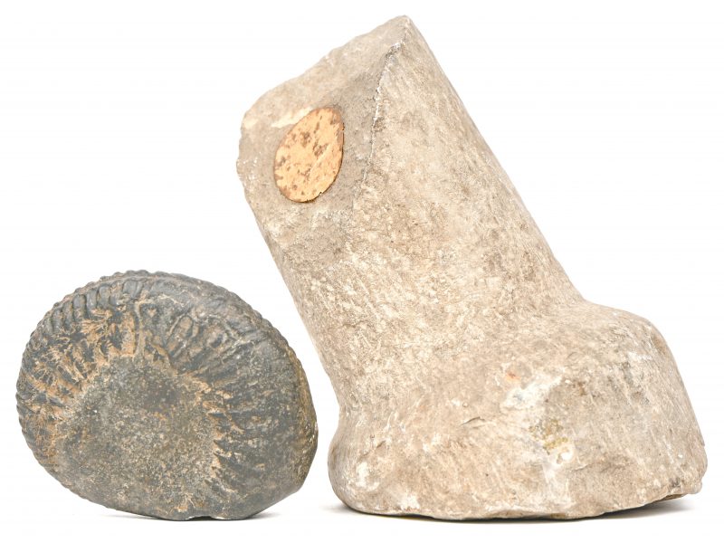 Een lot van 2 fossielen bestaande uit een Ammoniet en een stenen werktuig.