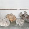 Een varia lot van 12 koralen, aquatisch gesteente, een hoornschelp en een gedroogde koffervis.