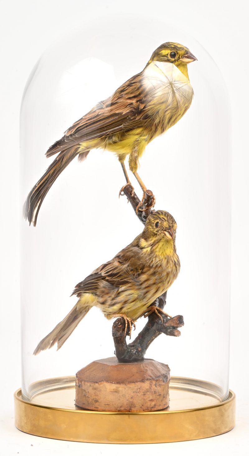 “Emberiza Citrinella”. Een set van twee opgezette geelgorsen, zangvogeltjes op een tak onder een glazen stolp. Taxidermie.