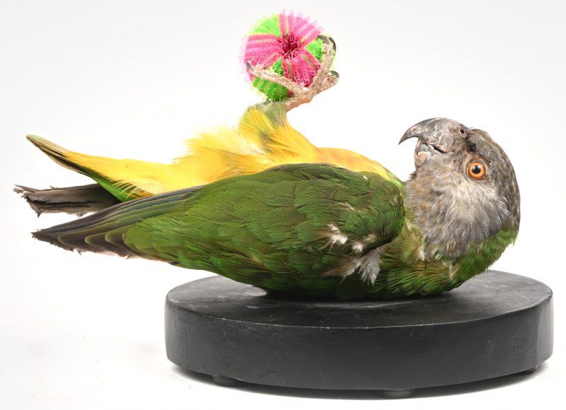 “Poicephalus Senegalus”. Het Bont Boertje of Senegal-papegaai. Een opgezet vogeltje op zijn/haar rug liggend en spelend met een bal. Taxidermie.