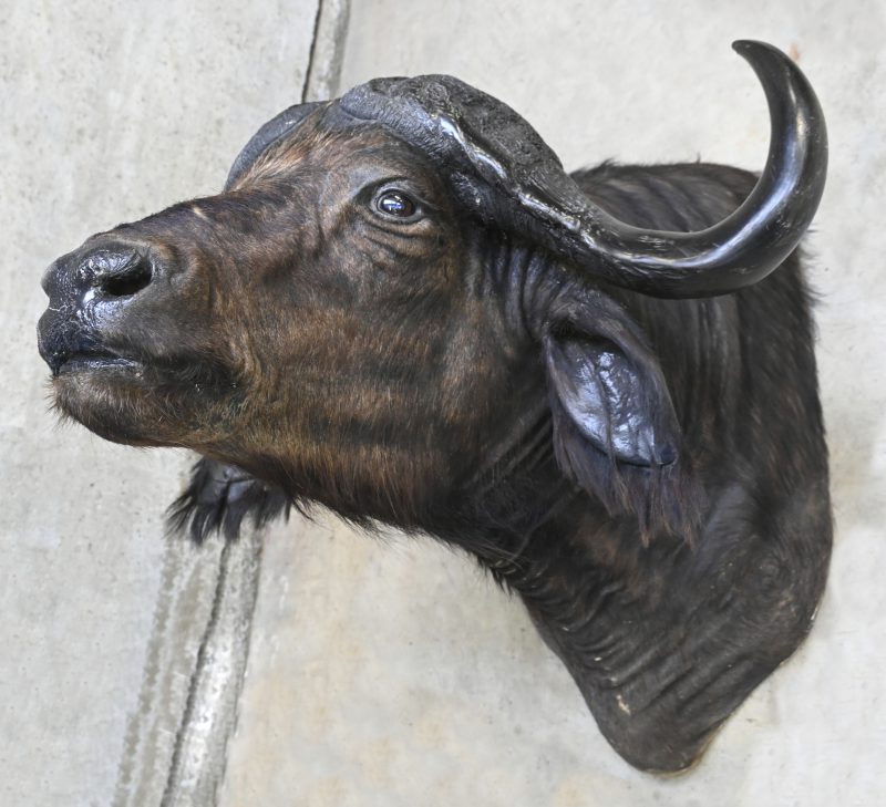 Een grote Zuid Afrikaanse taxidermie Kafferbuffel, Syncerus caffer, ook wel Kaapse buffel genoemd. Geprepareerd voor wandbevestiging.