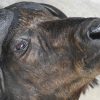 Een grote Zuid Afrikaanse taxidermie Kafferbuffel, Syncerus caffer, ook wel Kaapse buffel genoemd. Geprepareerd voor wandbevestiging.