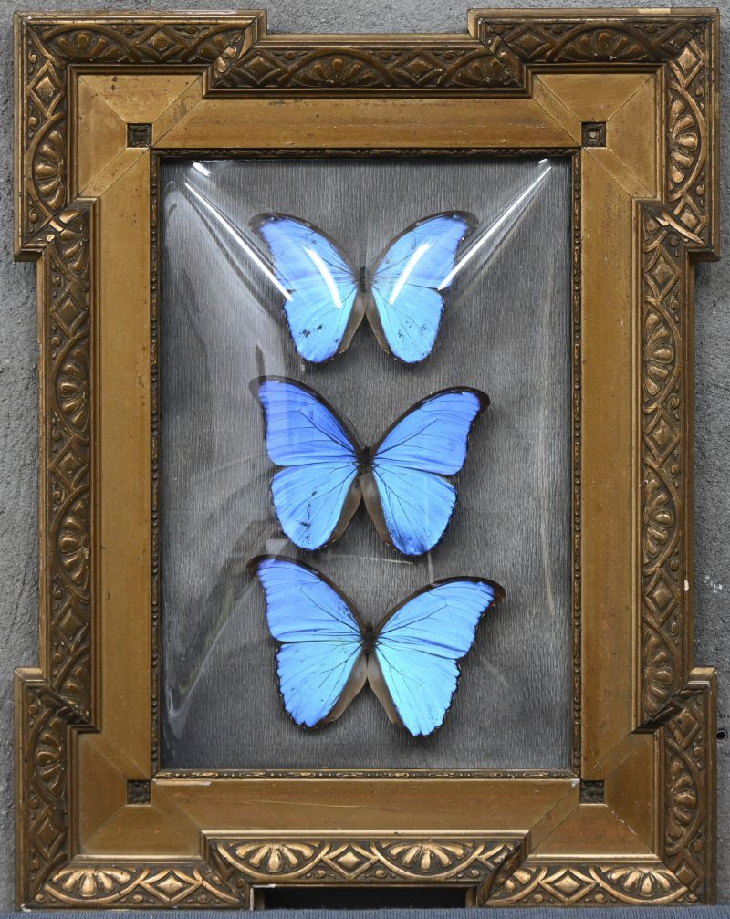 “Morpho Didius”. Een kader met 3 vlinders, taxidermie, onder een gebold glas.