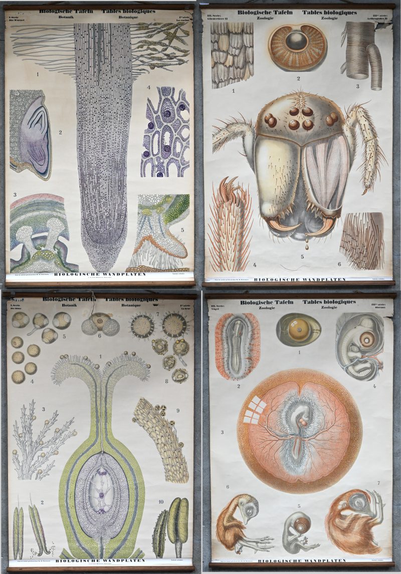 “Biologische Tafeln”. Een lot van 4 vintage schoolkaarten met thema fauna & flora; spin, vogels, wortels