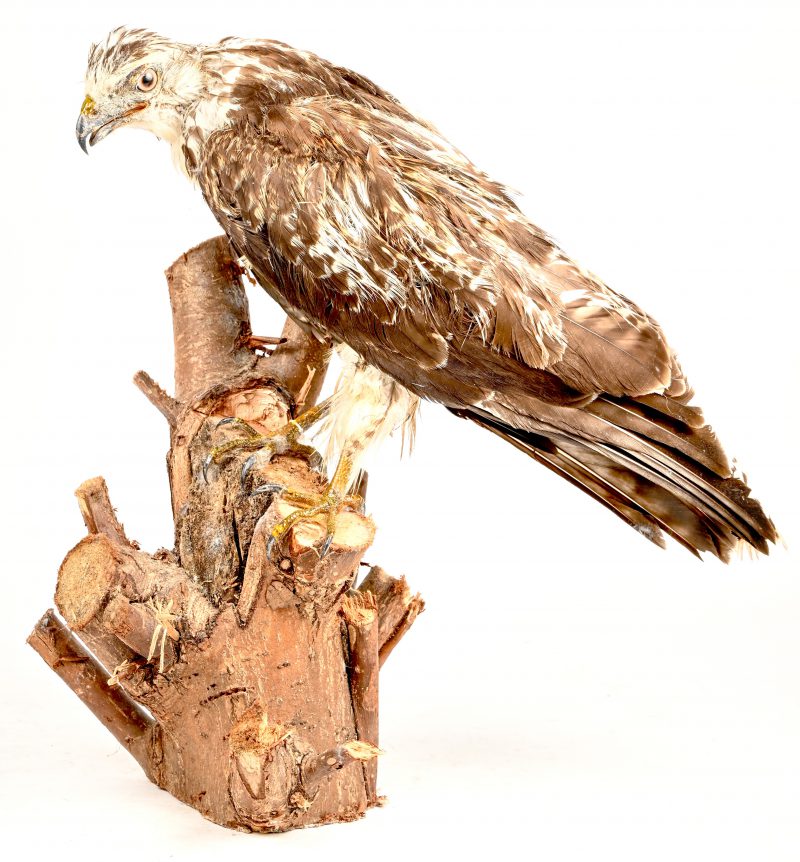 Een buizerd op stronk, taxidermie met restauratiewerk.