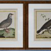 Een set van 4 ingekleurde lithografiën met ornitologisch onderwerp, dessiné et gravé par Martinet, bestaande uit: Gélinole mâle du Canada, la Bartavelle, Francolin mâle en petite tourtelle de St. Dominique & de la Martinique.