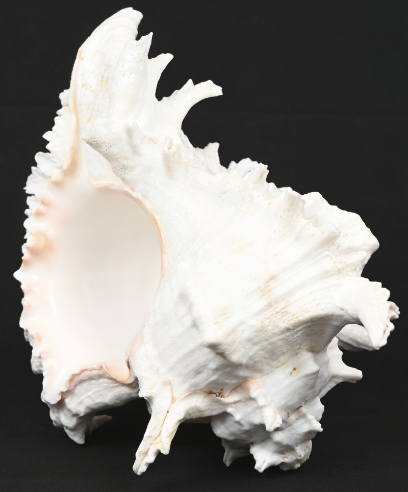 “Murex Ramosus”, een grote decoratieve zeeschelp.