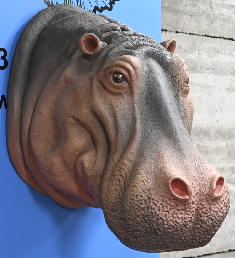 Een levensgrote nijlpaardenkop van polyester.