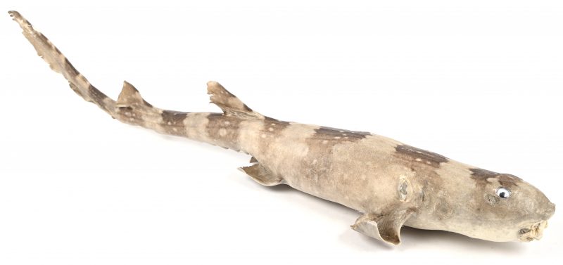 Een taxidermie bamboehaai met een lengte van 75 cm.