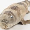 Een taxidermie bamboehaai met een lengte van 75 cm.